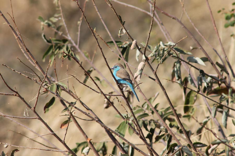 Botswana - Wild At Tuli