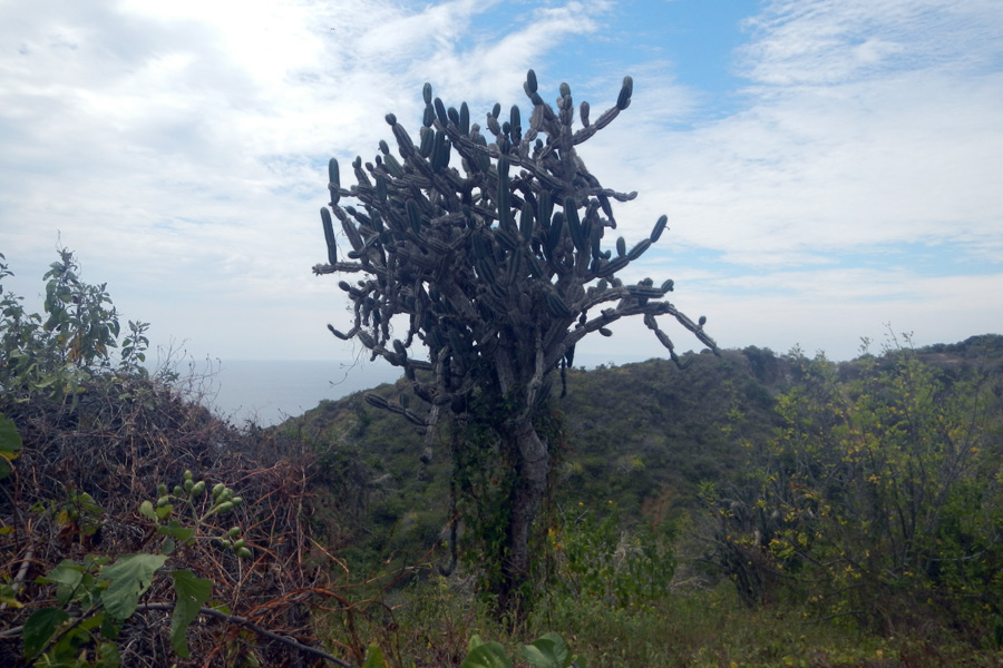 Equateur - Isla de la Plata, une île aux trésors… naturels