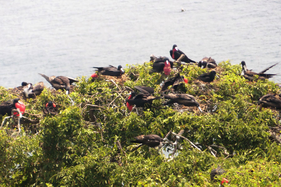 Equateur - Isla de la Plata, une île aux trésors… naturels