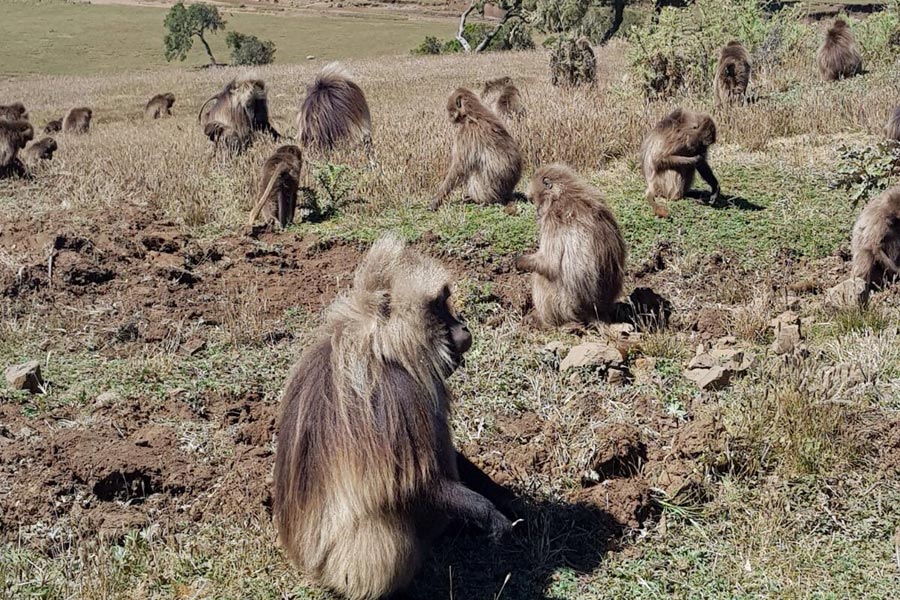 Ethiopie - A la découverte des Trésors Cachés du Parc National du Simien