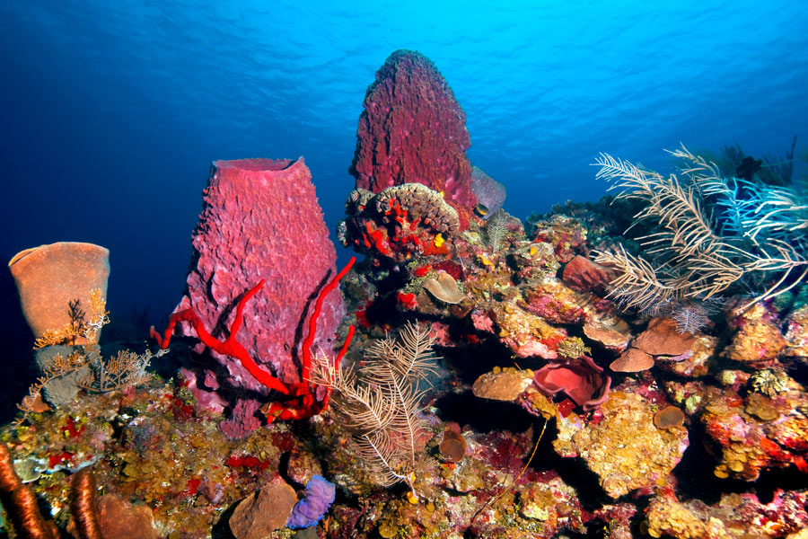 Honduras - Islas de la Bahía