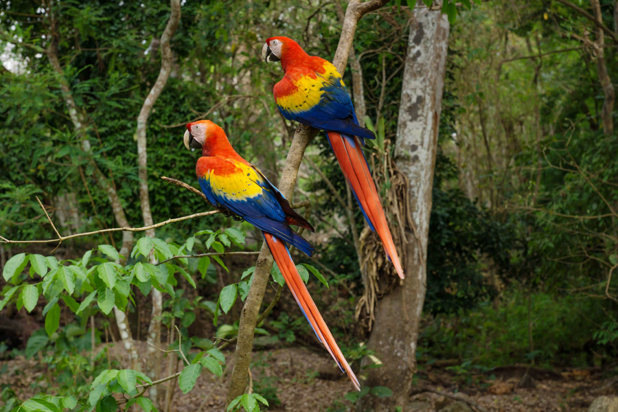 Honduras - Le Site Archéologique de Copán