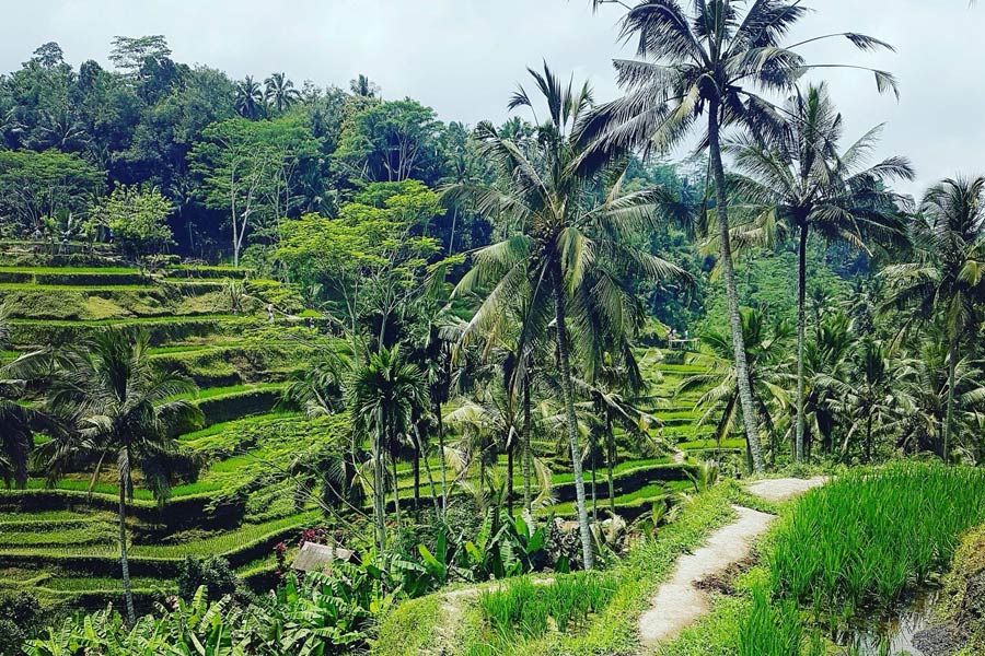 Indonésie - Ubud, la perle de Bali