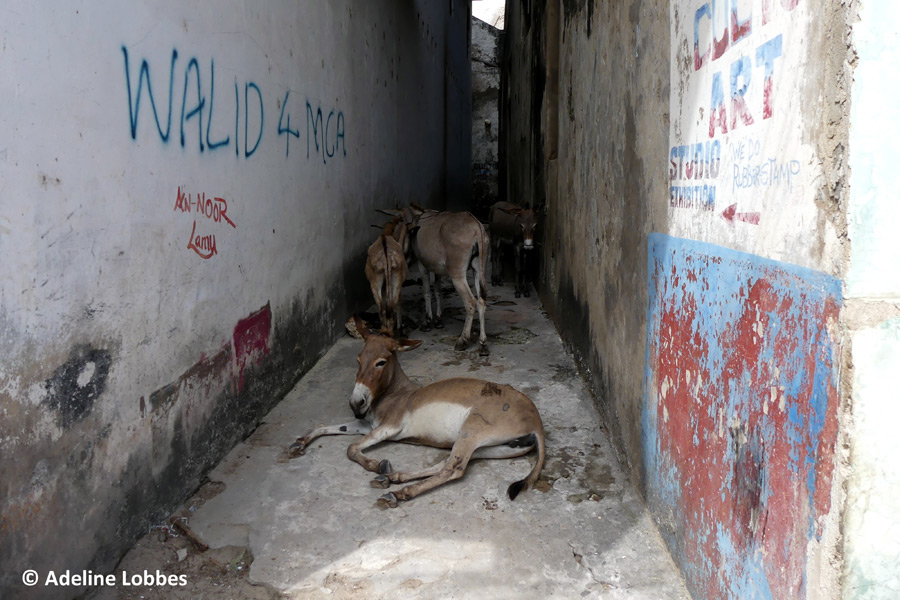 Kenya - Lamu, une Écrin dans l'Océan