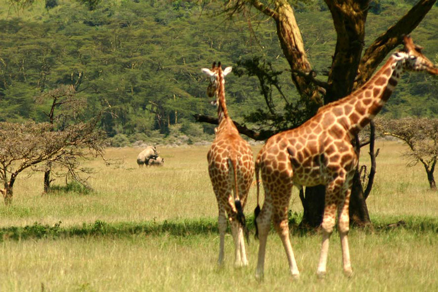 Kenya - La Vallée du Rift, Aux Origines de l’Humanité…