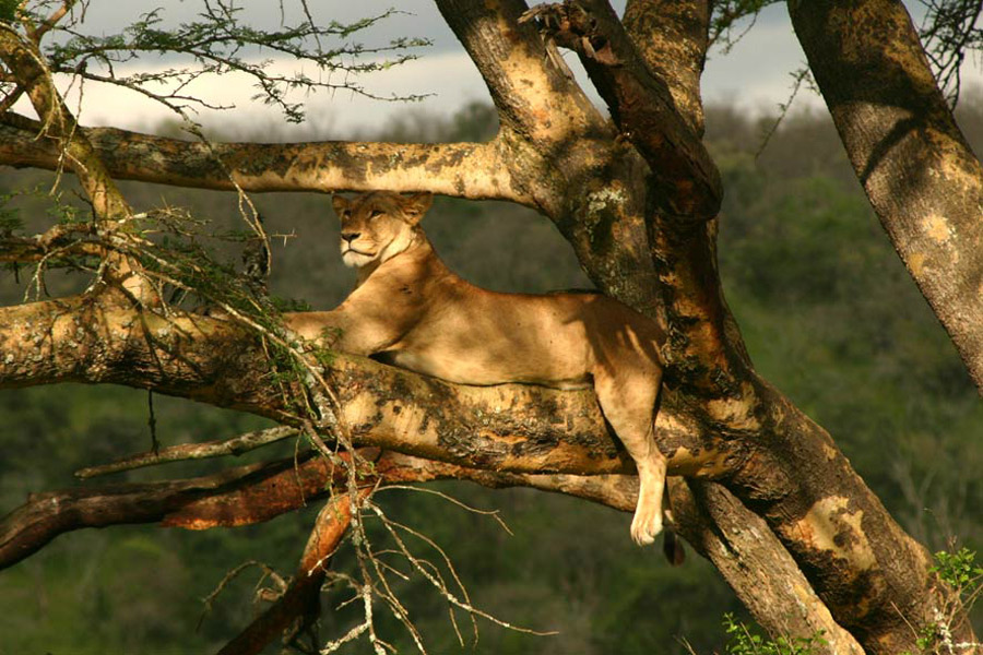 Kenya - La Vallée du Rift, Aux Origines de l’Humanité…