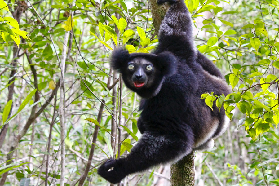 Madagascar - Sur la Route des Epices