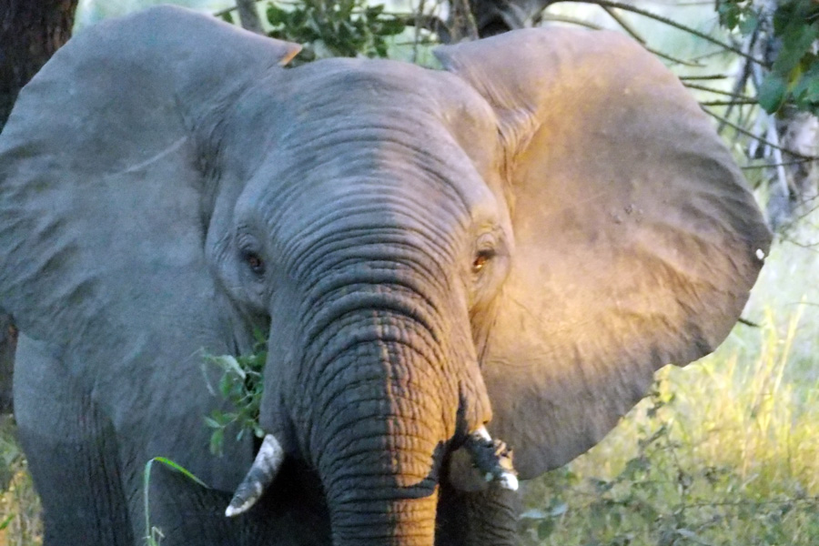 Mozambique - Écotourisme au Parc National de Gorongosa