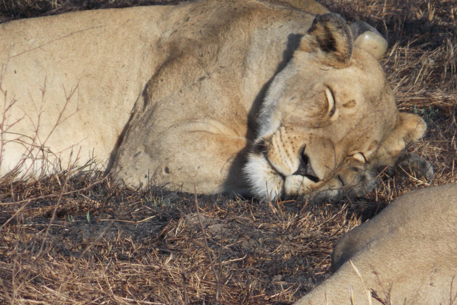 Mozambique - Écotourisme au Parc National de Gorongosa