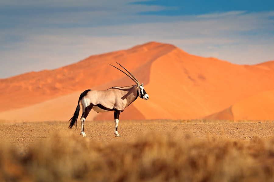 Namibie - Une Terre de Mirages