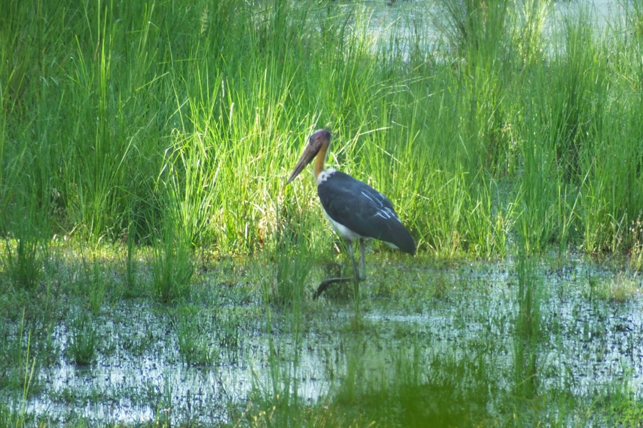 Népal - Chitwan, un parc national d'une valeur exceptionnelle