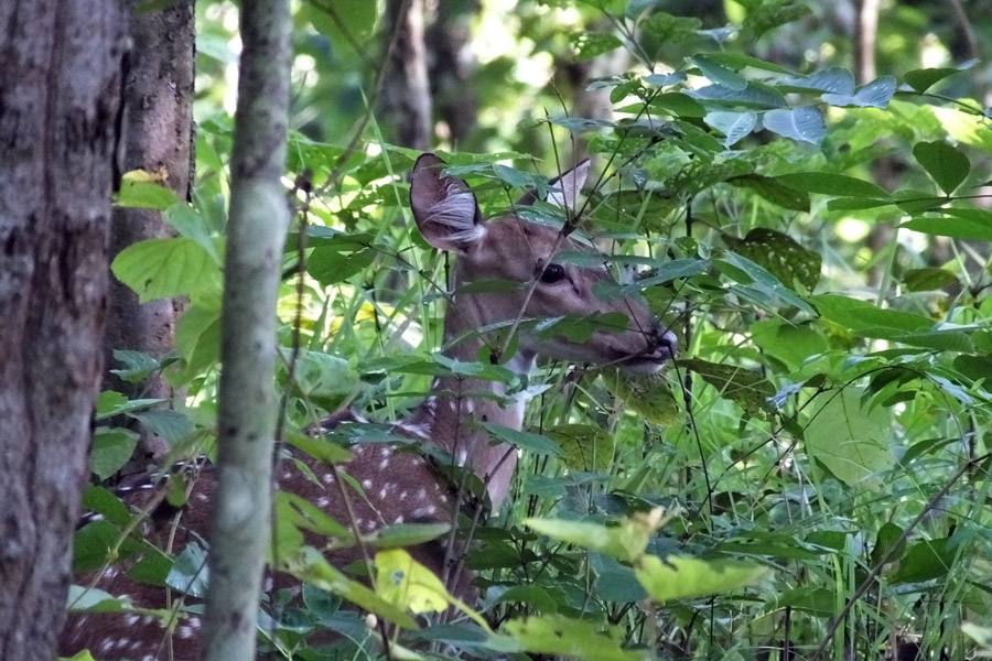 Népal - Chitwan, un parc national d'une valeur exceptionnelle