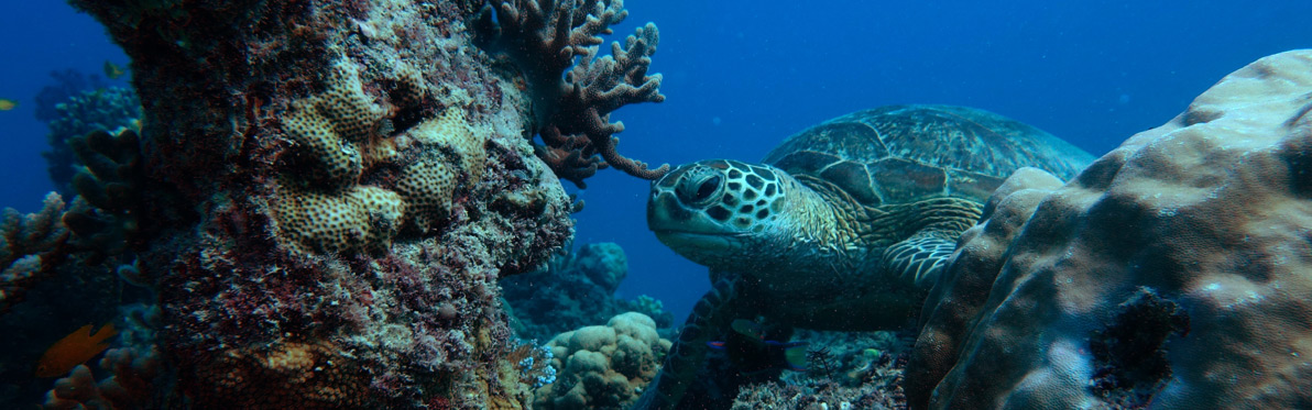 Voyage Découverte en Australie - La Grande Barrière de Corail