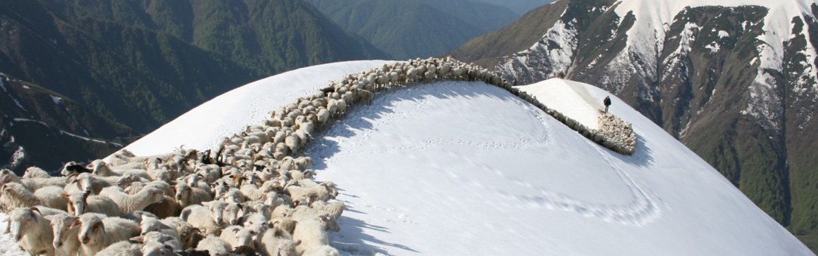 Voyage Découverte en Géorgie -  Une Transhumance Hors du Commun