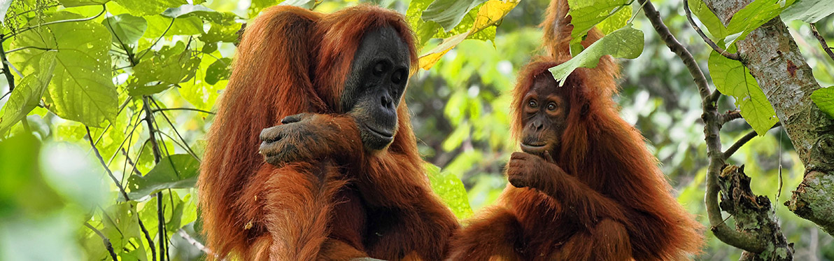 Voyage Découverte en Indonésie - Sumatra, l'Île Jardin aux Confins de l'Indonésie