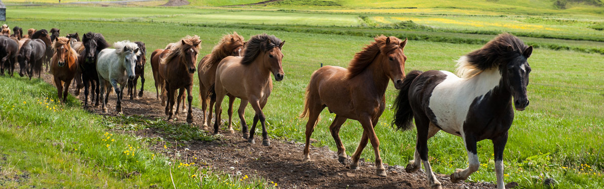 Voyage Découverte en Islande - Le Cheval Islandais, fidèle compagnon des Vikings