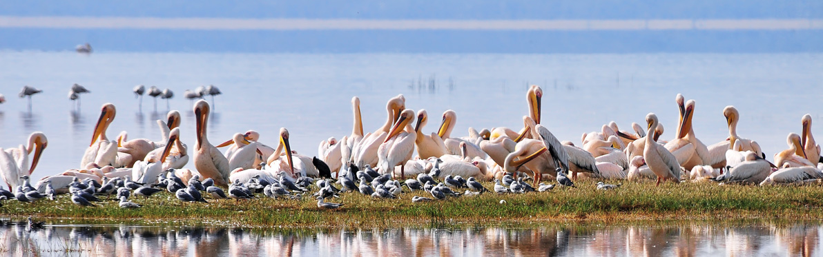 Voyage Découverte au Kenya - La Vallée du Rift, Aux Origines de l’Humanité…