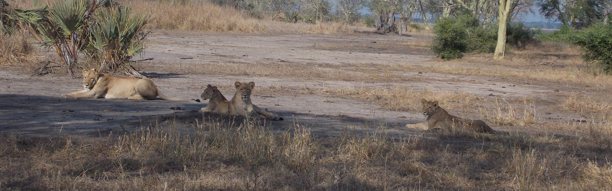 Voyage découverte au Mozambique - Écotourisme au Parc National de Gorongosa