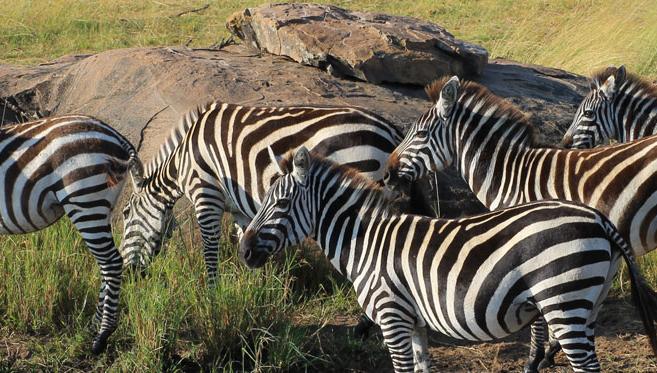 Ngorongoro et Serengeti, Les Deux Perles du Safari Tanzanien