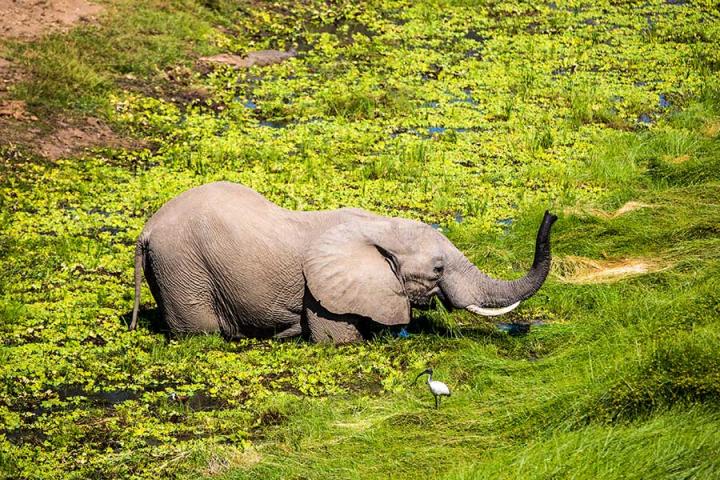 Voyage Découverte en Zambie - Échappée Sauvage dans les Grands Parcs Nationaux