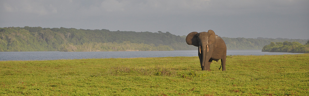 Voyage Découverte au Gabon - Randonnées et Safaris dans les Parcs Nationaux