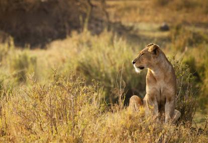 Voyage en Tanzanie - Le « Petit Serengeti » et l’Ile aux Epices