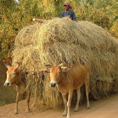 Voyage au Cambodge - Le Cambodge Authentique et ses Incontournables