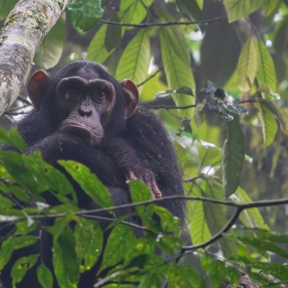 Circuit en Guinée - Aventure en Guinée Forestière