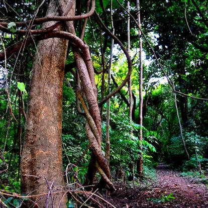 Circuit en Guinée - Aventure en Guinée Forestière