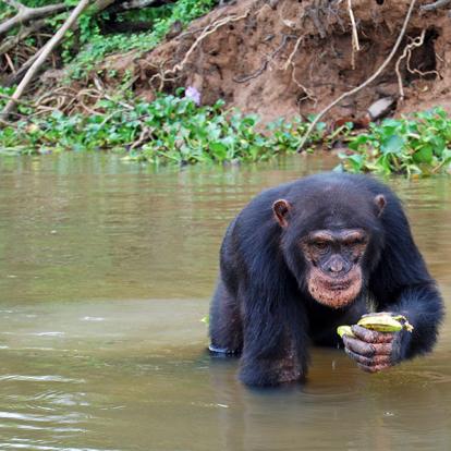 Voyage en Guinée et Côte d'Ivoire - De Conakry à Abidjan