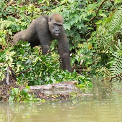 Circuit au Gabon - La RouteTwindi