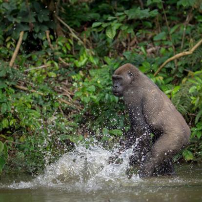 Voyage au Gabon - La Route Ivindo