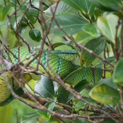 Circuit à Bornéo - A la découverte de la Nature Sauvage