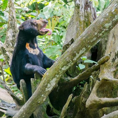 Voyage à Bornéo - A la découverte de la Nature Sauvage