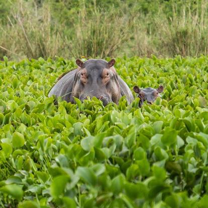 Circuit en Ouganda - Safaris et Gorilles