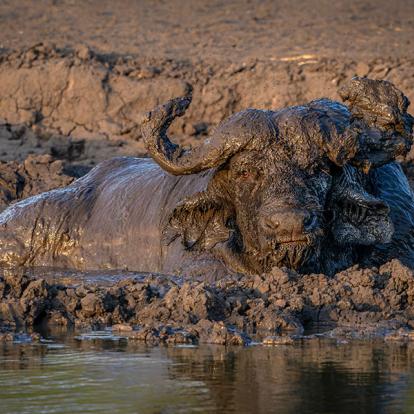 Circuit en Ouganda - Safaris et Gorilles