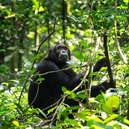 Combiné Ouganda & Tanzanie - Gorilles & Chimpanzés d'Ouganda et Faune de Tanzanie