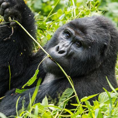 Combiné Ouganda & Tanzanie - Gorilles & Chimpanzés d'Ouganda et Faune de Tanzanie