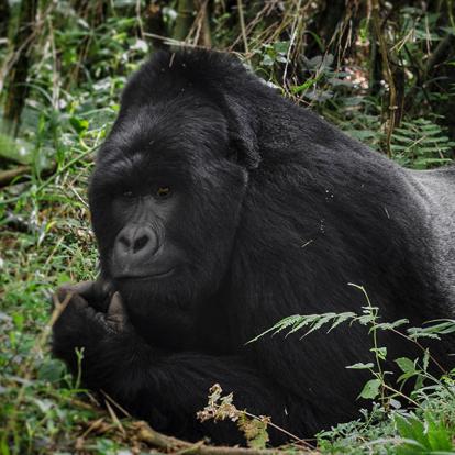 Voyage en Ouganda - Nature, Culture et rencontre avec les Primates