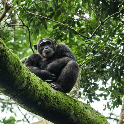 Circuit en Ouganda - Nature, Culture et rencontre avec les Primates