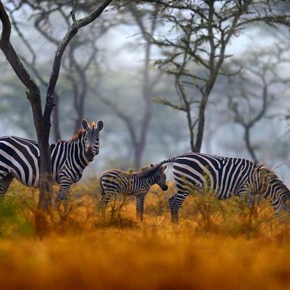 Voyage en Ouganda - Nature, Culture et rencontre avec les Primates